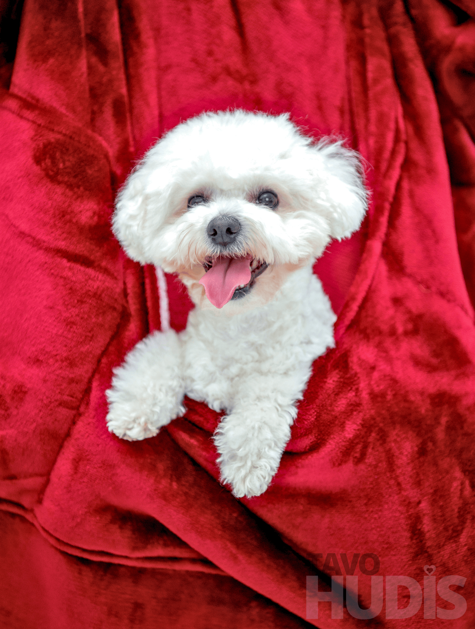 Red Kangaroo Blanket Hoodie